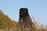 BOUVIER DES FLANDRES 271